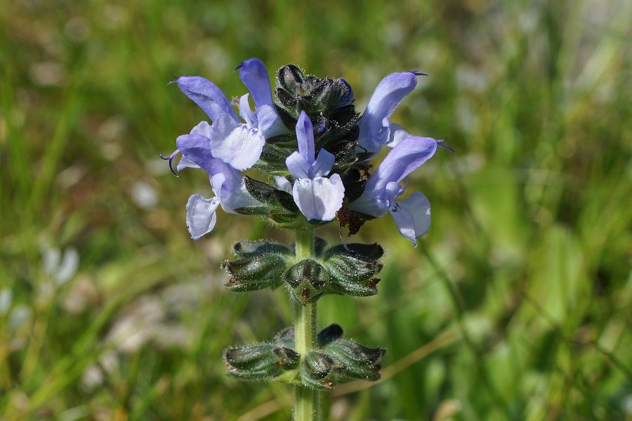 Salvia clandestina